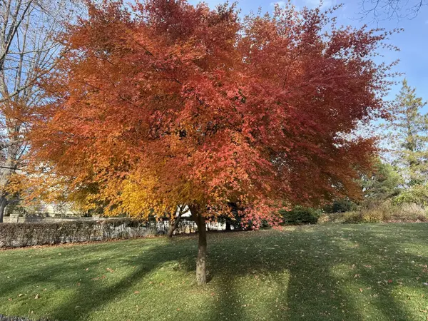 Red maple in peak autumn foliage, New England
