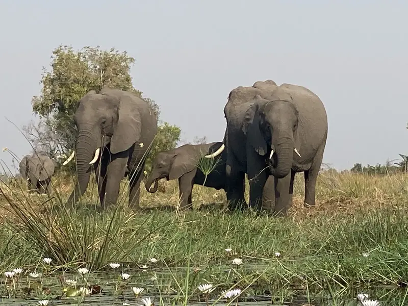 Elephant family among the water lilies, Okavango Delta, Botswana