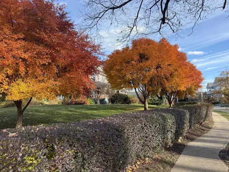 Autumn foliage along a tree-lined path, New England